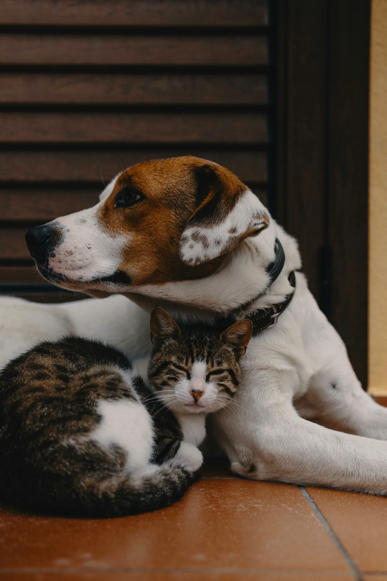 Adorable dog and cat waiting for adoption in Franklin NC